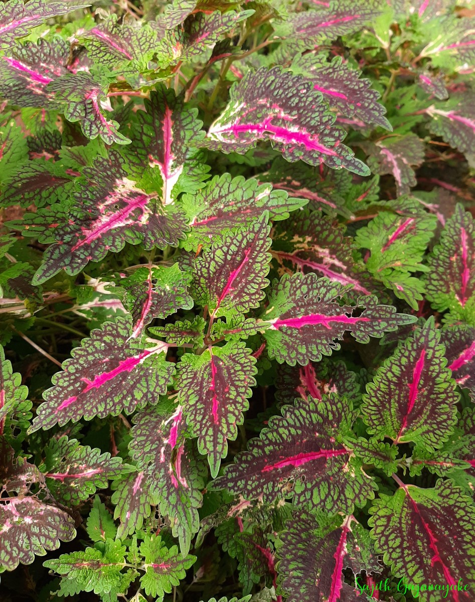 Coleus scutellarioides (L.) Benth.